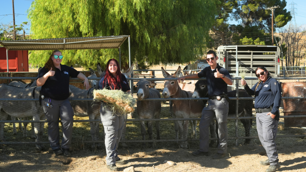 field service team helping donkeys