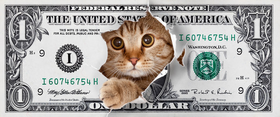 Cat tearing out of a dollar bill