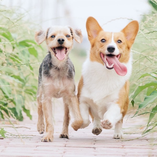 Two friendly dogs running towards you