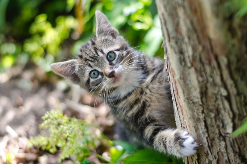 Cat peaking out of a tree