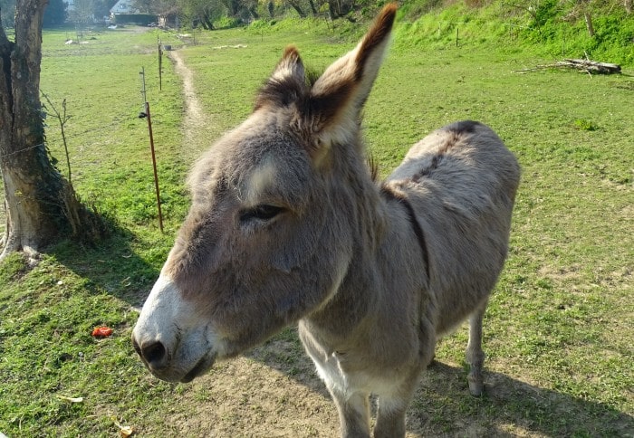 donkey