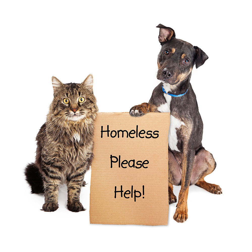 homeless pets
