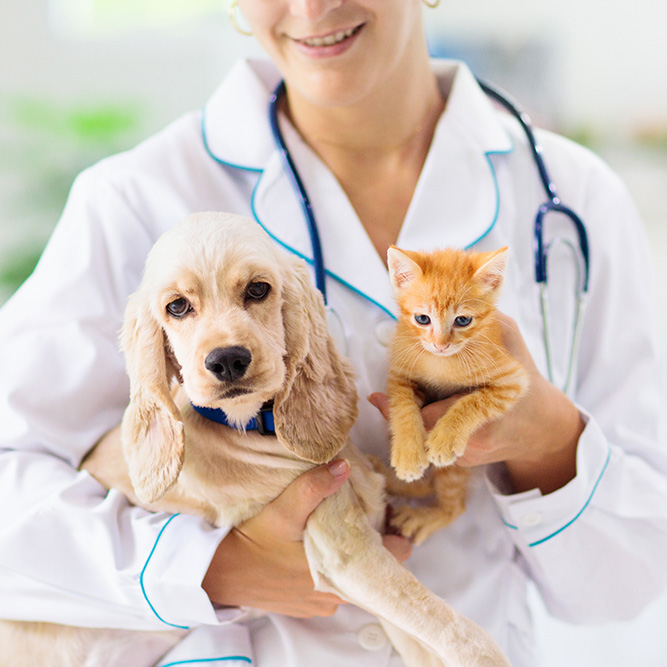 vet holding a cat and a dog