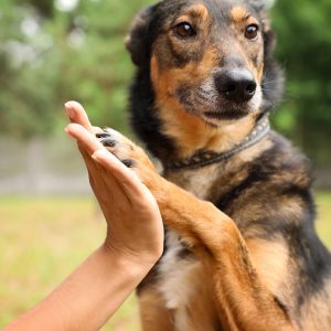 dog high five