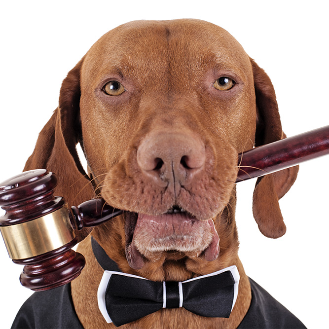 dog with gavel in mouth