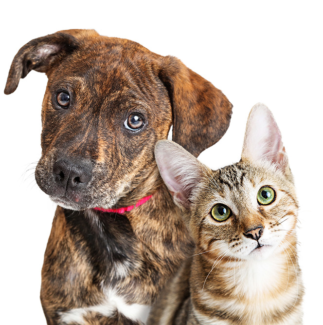 All About Pets – Animal Care and Control