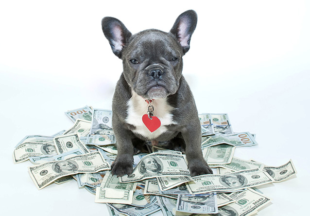 dog sitting on money