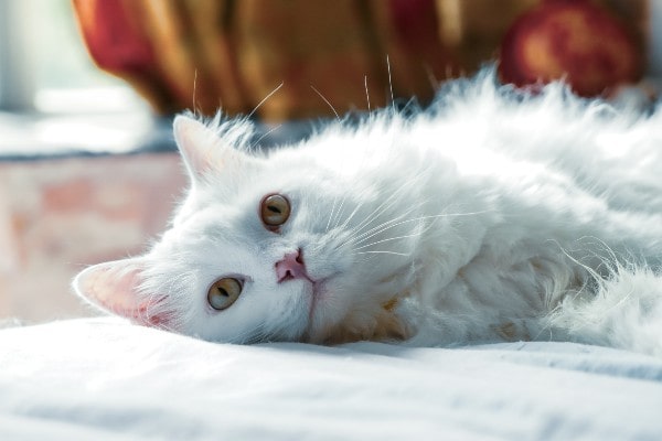 white furry cat laying down