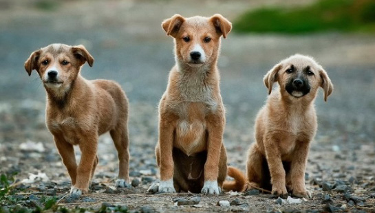 three stray puppies