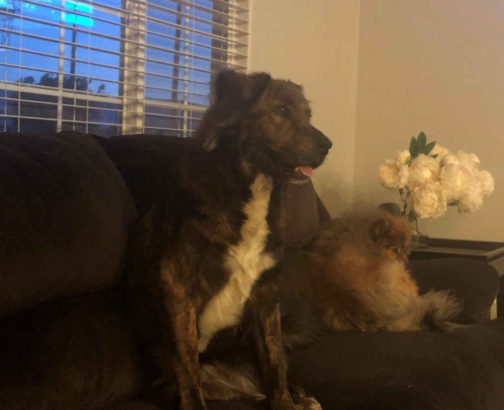 Philly, a beautiful mixed breed Retriever dog, sitting on the couch next to his new dog friend, Chuck, after being adopted by a family.