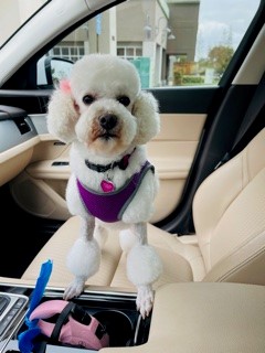 adopted poodle sitting in her new owners car