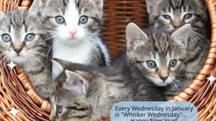 Cat Adoption Event Every Wednesday in January