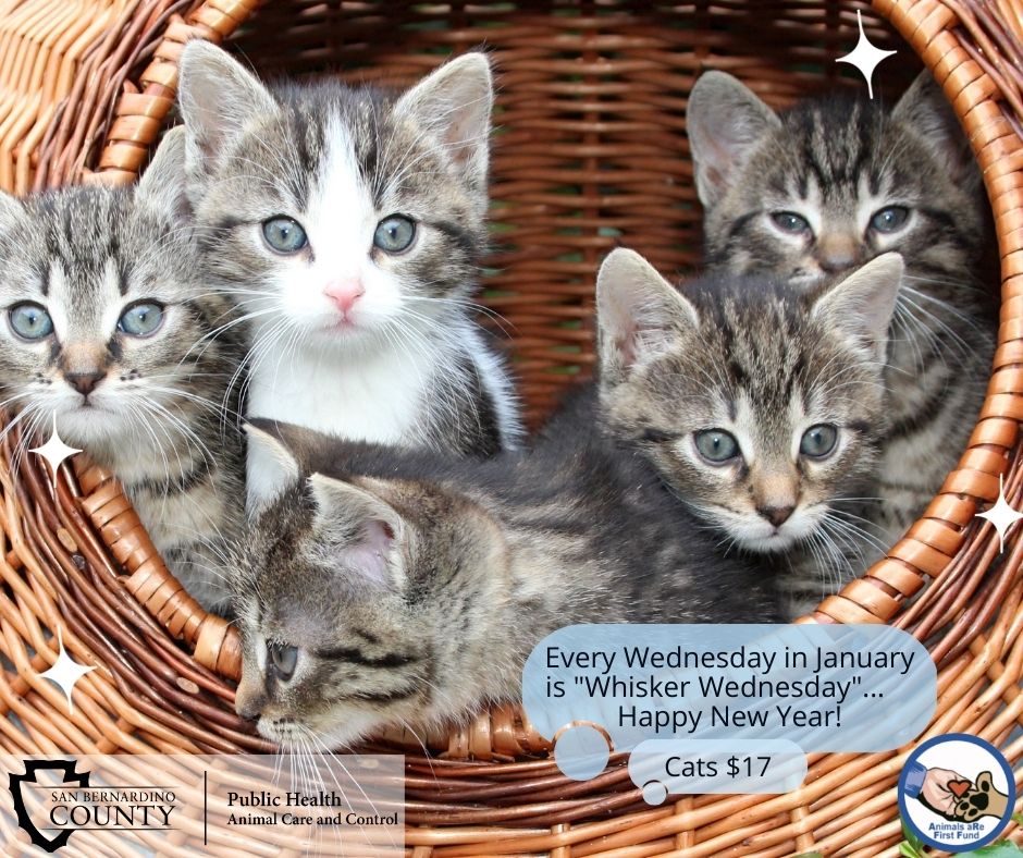Cat Adoption Event Every Wednesday in January