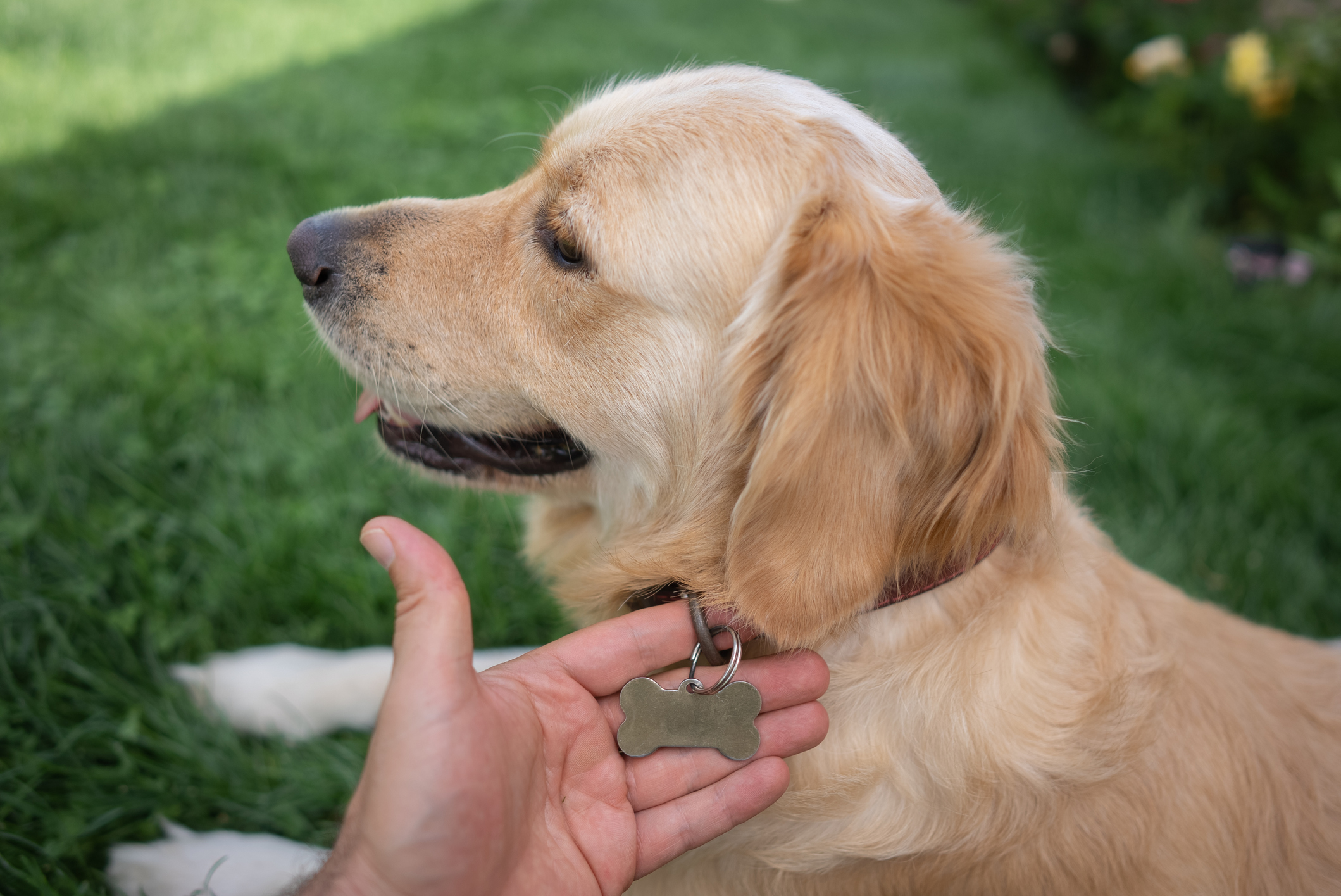 Close-up of a hand holding the tag on a Golden Retriever lying outdoors on the grass.