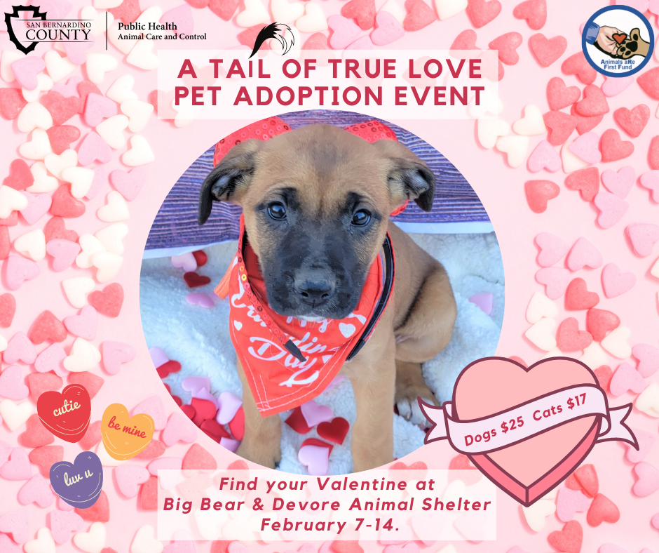 A Tail of True Love Pet Adoption Event Animal Care