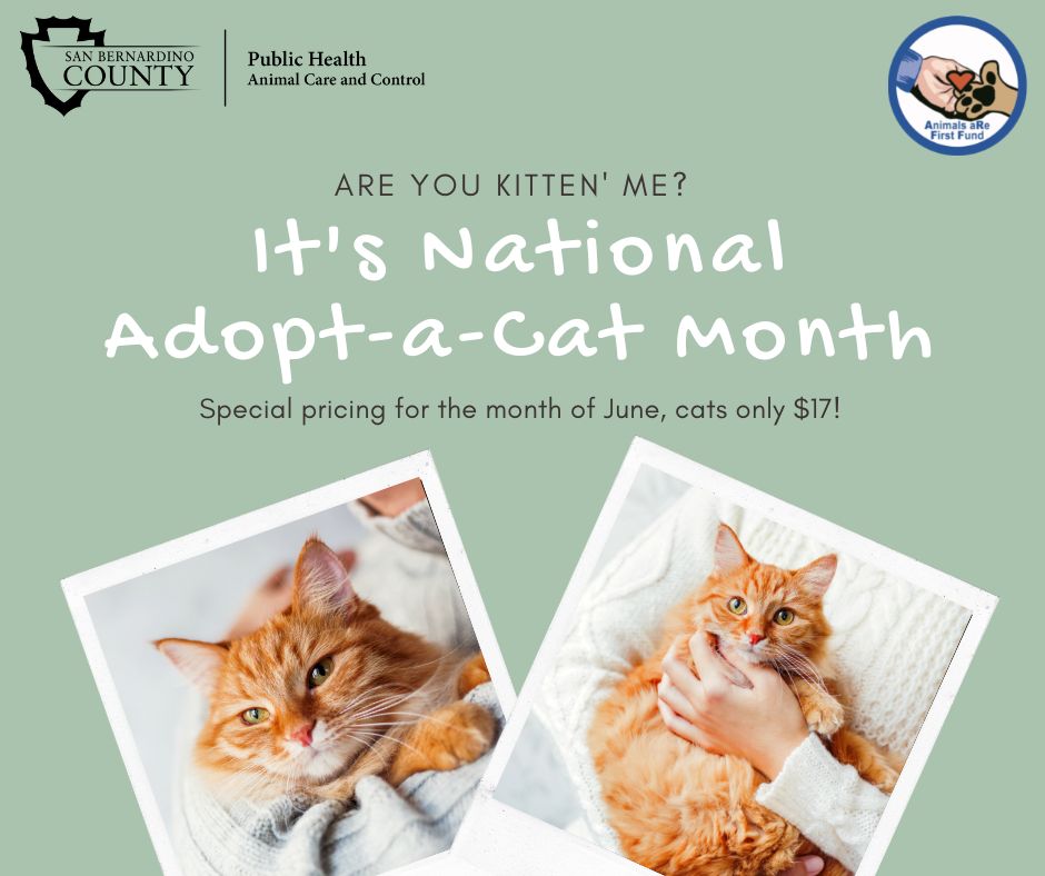 Adopt-a-Cat-Month – Animal Care and Control