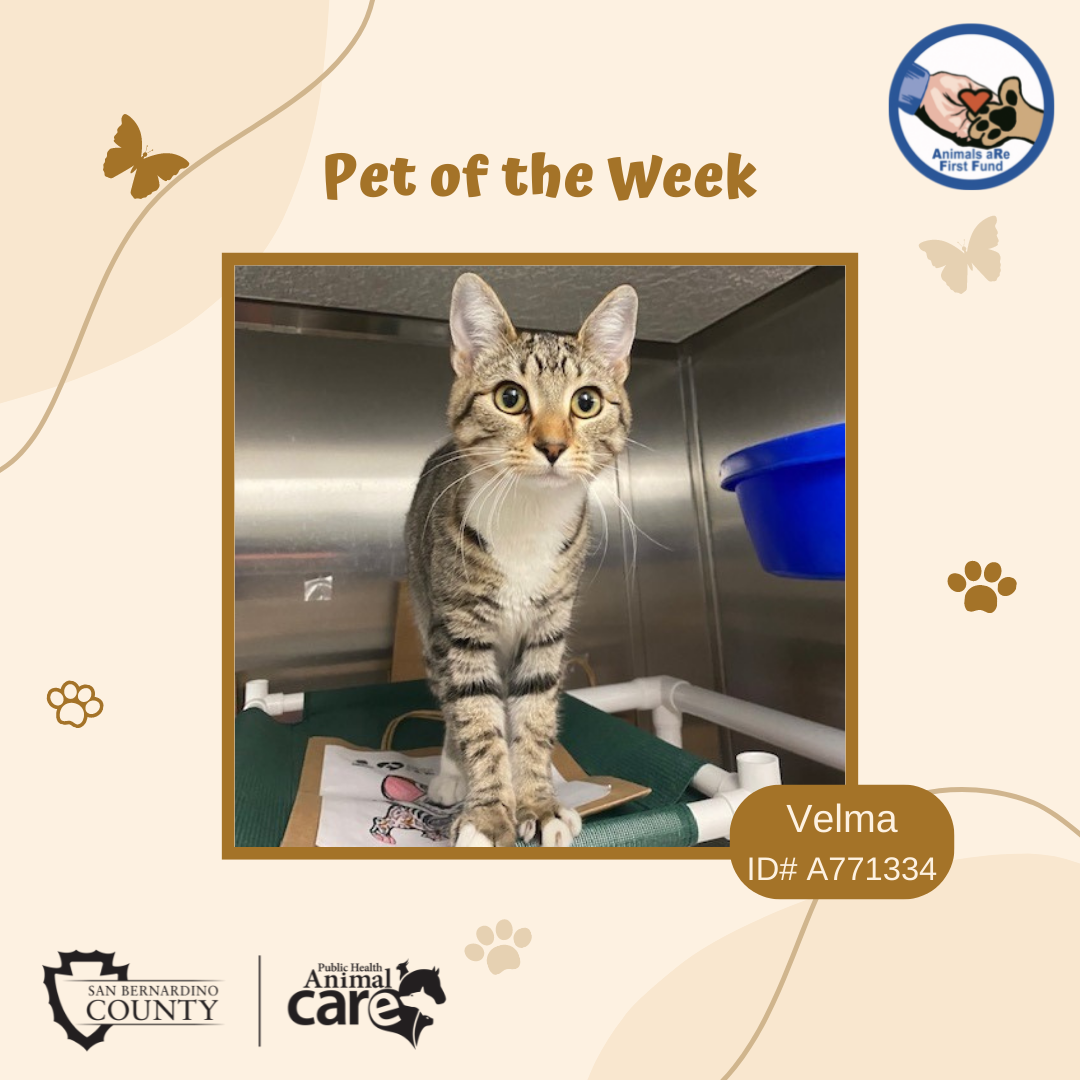 Pet of the Week Picture - A Cat Named Velma