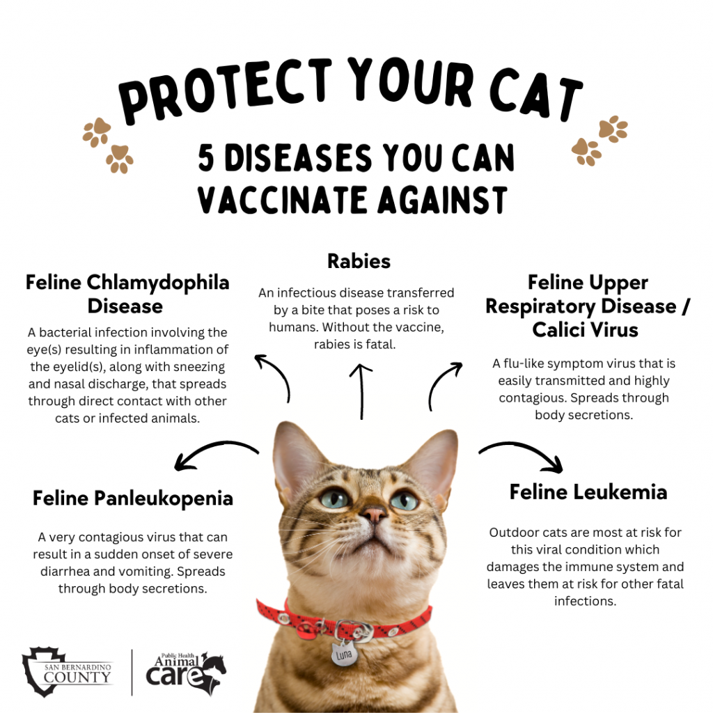 A social media post listing 5 common cat diseases that you can prevent by getting your cat vaccinated.