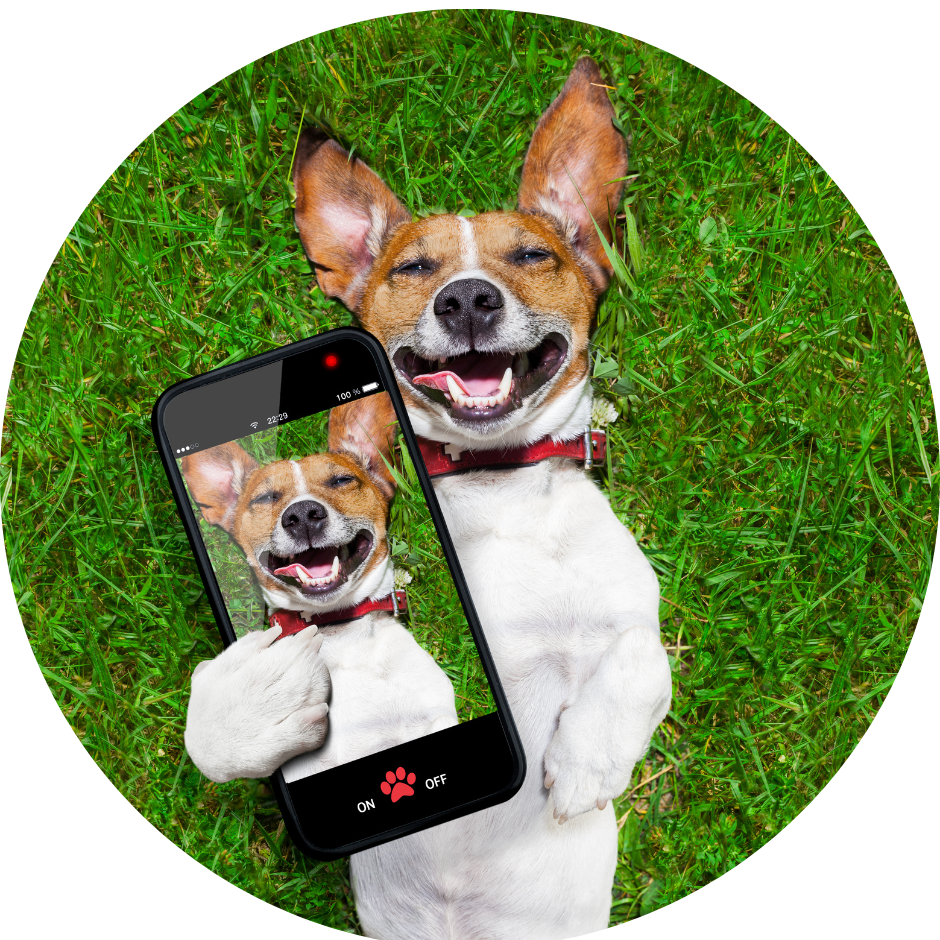 A dog laying down on green grass taking an upside down selfie of themselves.