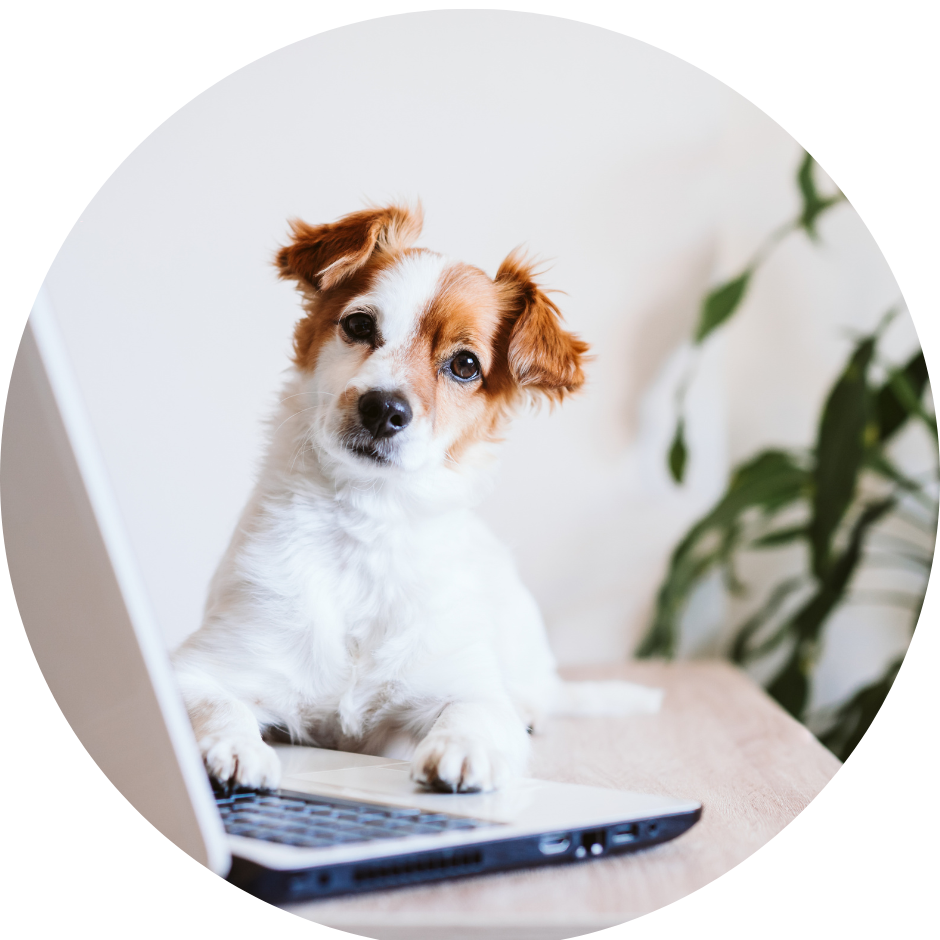 A small dog looks over at an open laptop with his paws touchign the keyboard.