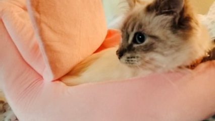 Kitten on a pillow