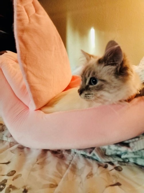 Kitten on a pillow
