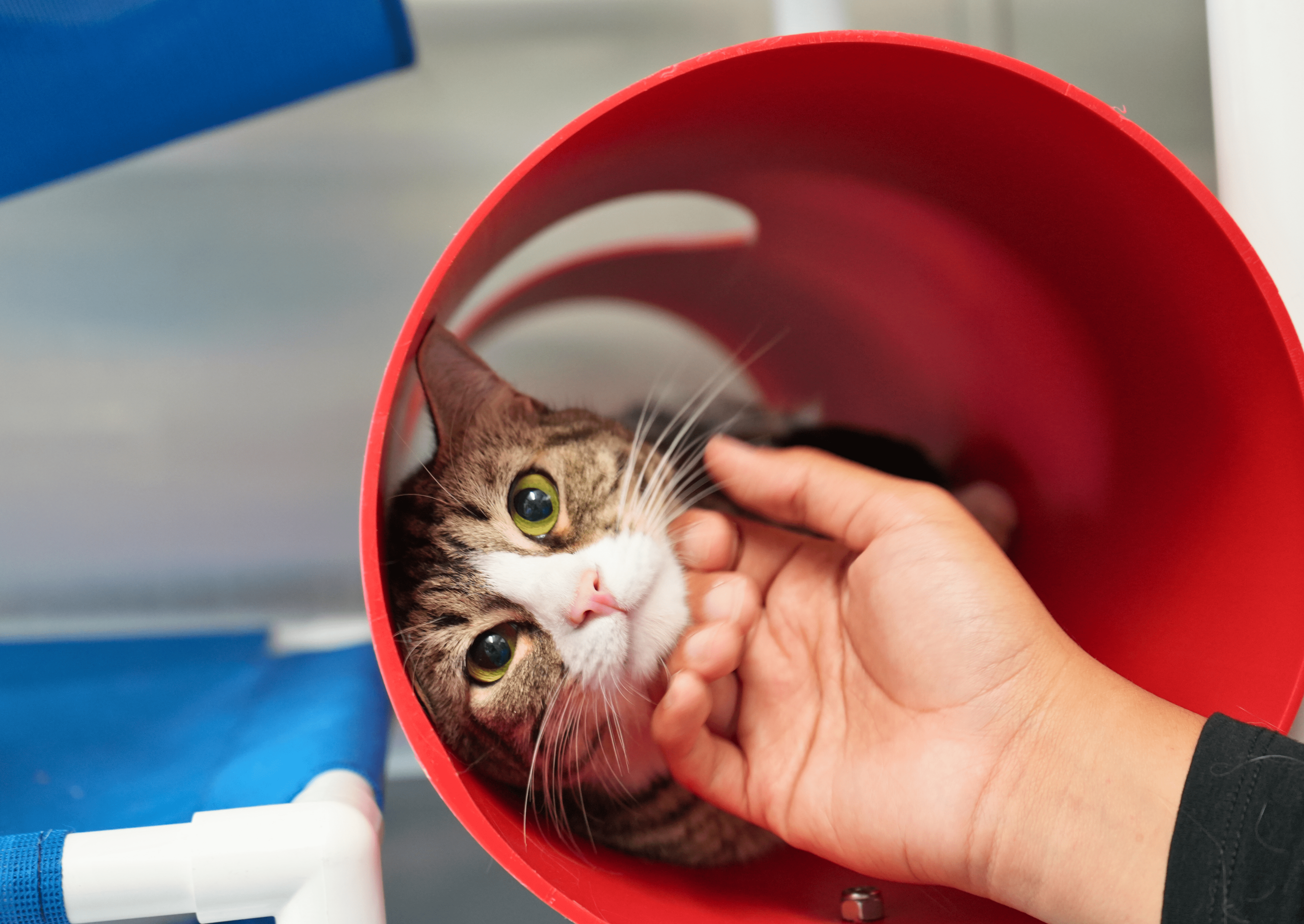 A cat being petted