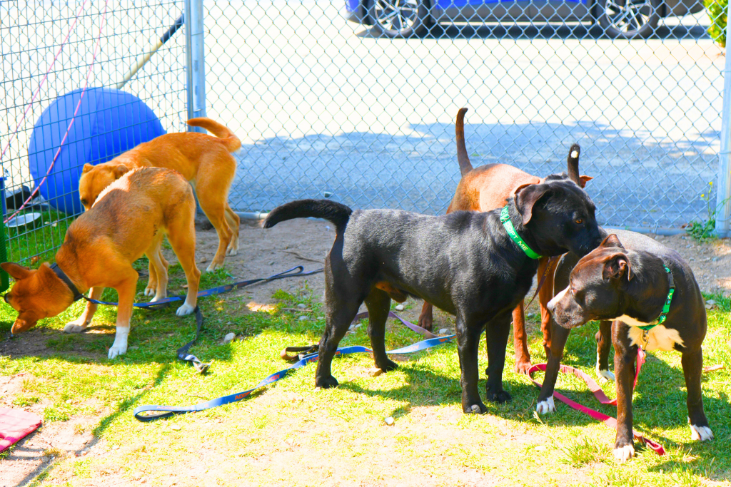 Dogs playgroups