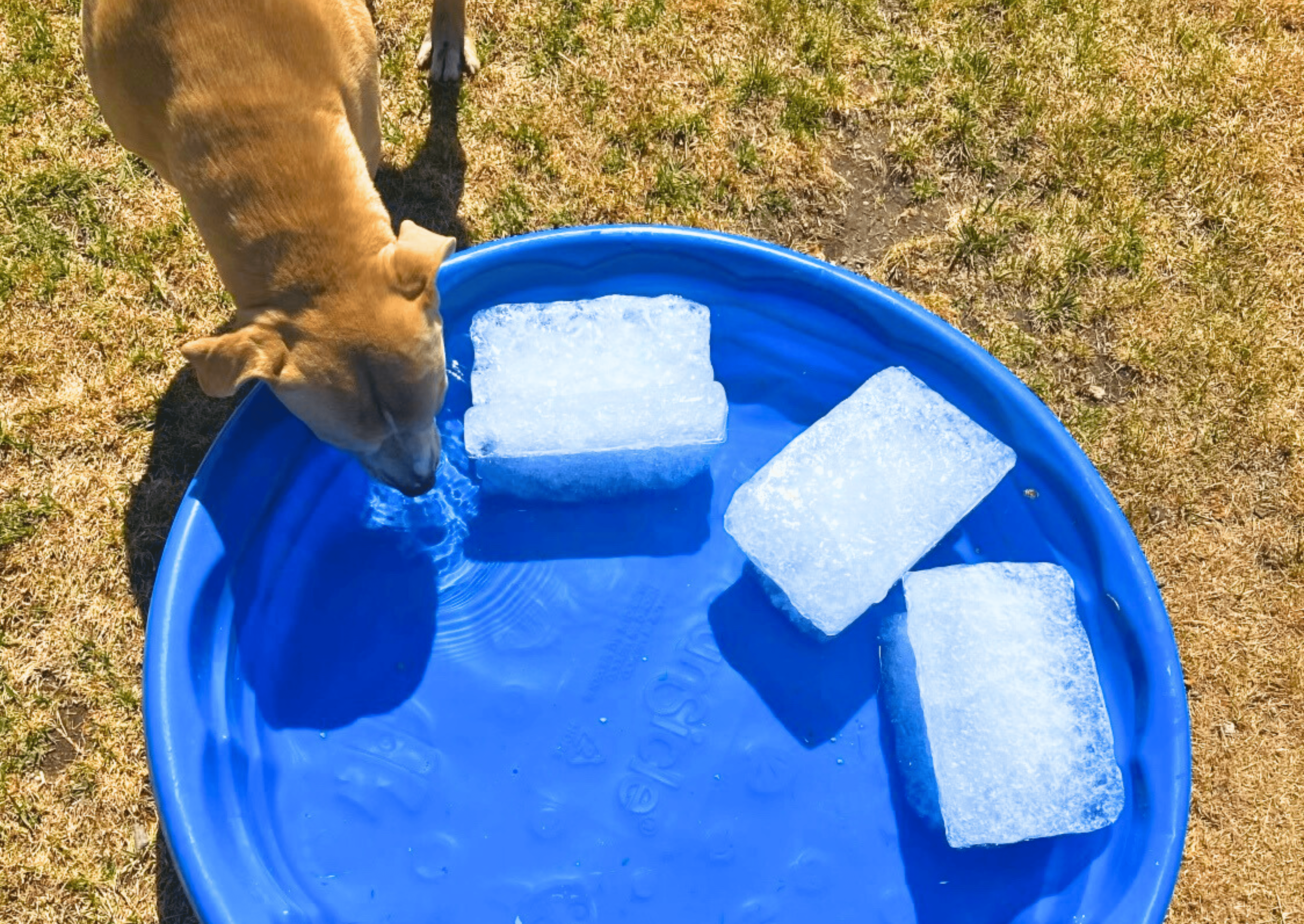 Dog drinking cool water