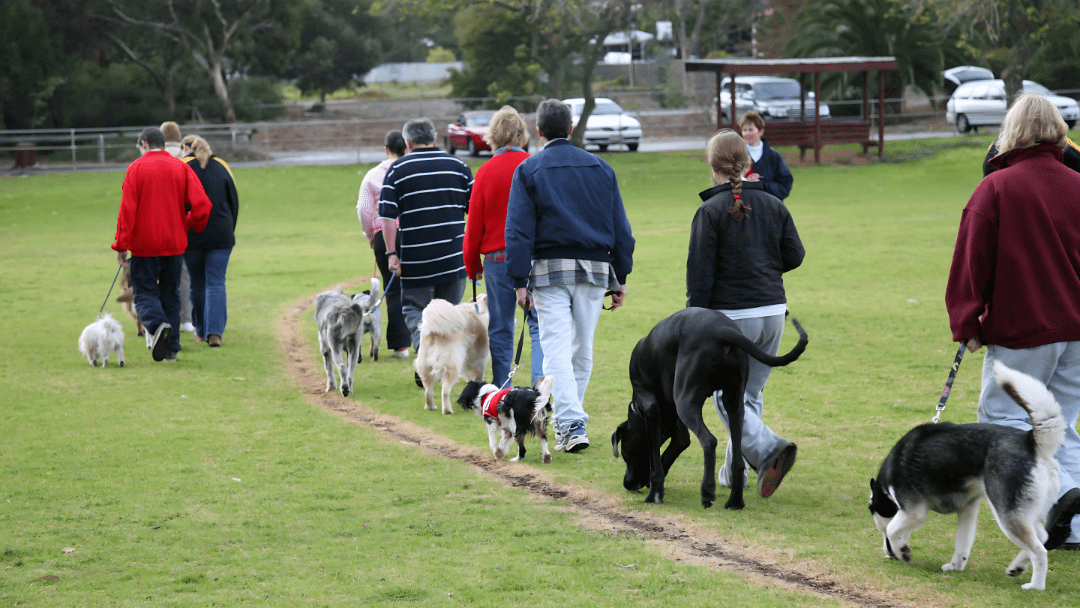 A group of people walking alongside their pets during a training session