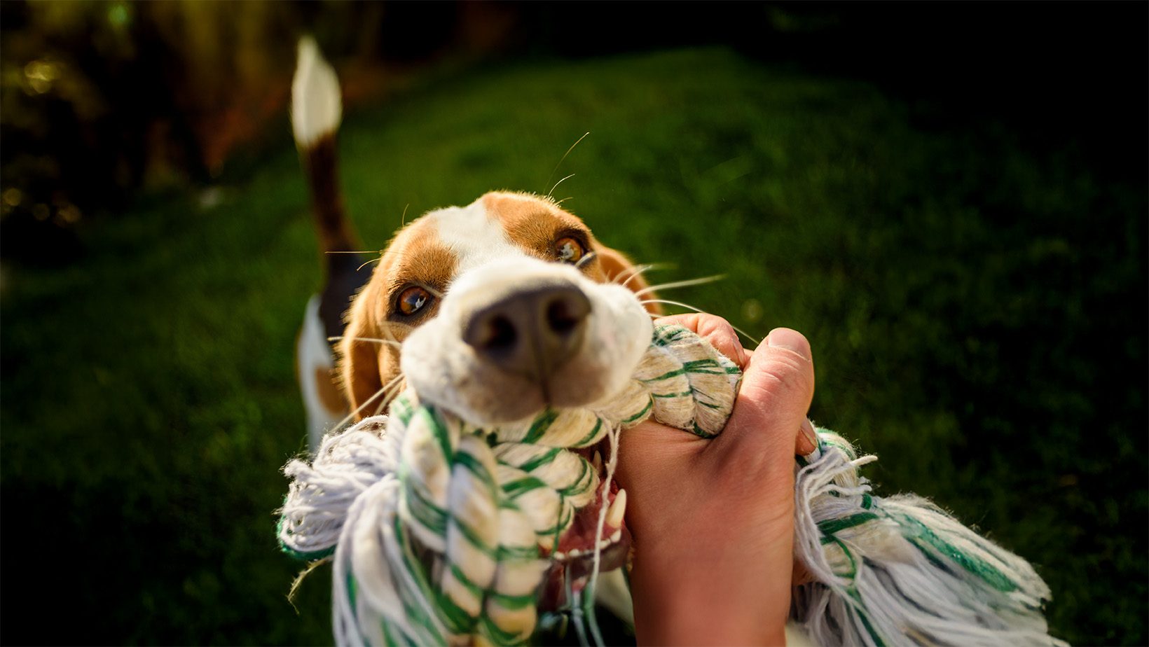 Beagle engaged in a tug-of-war game with a rope toy, its owner’s hand holding the other end.