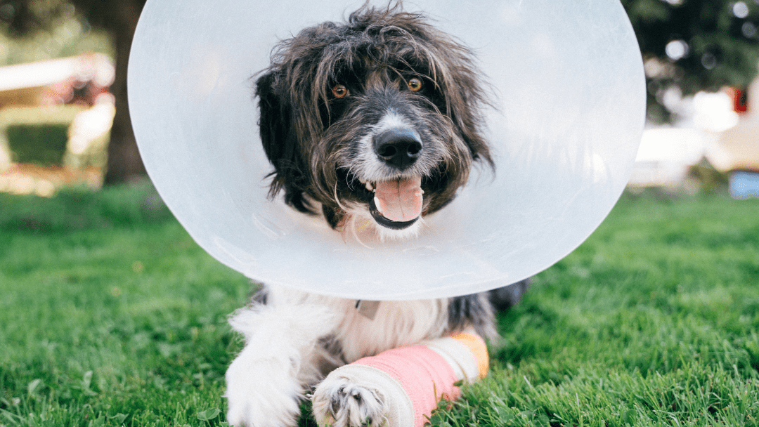 A dog wearing a cone and paw cast, lying on the grass outside with a happy expression.