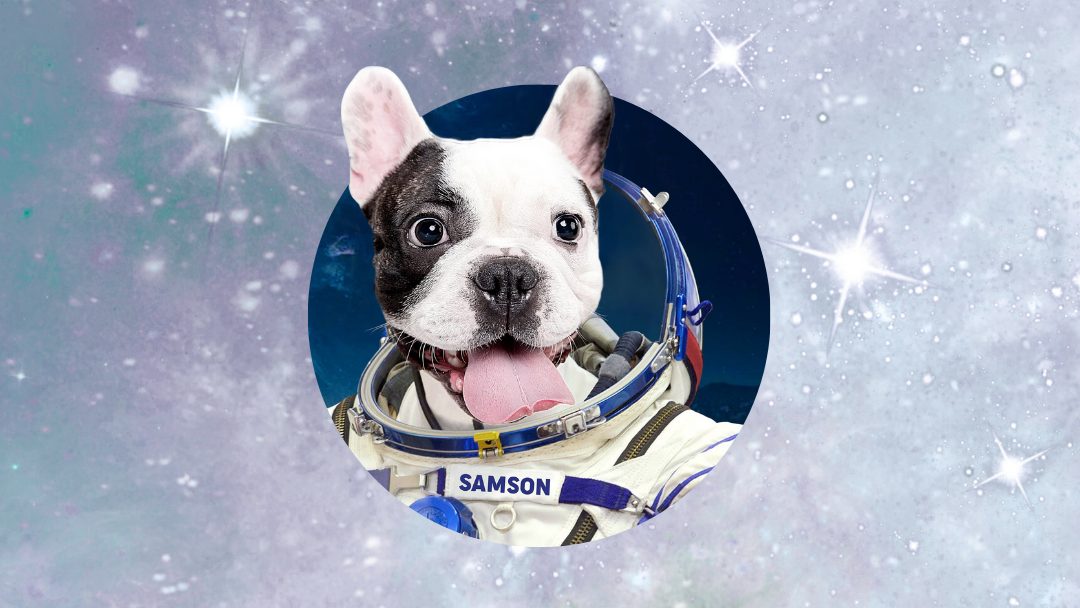 A dog wearing a white astronaut suit floats in a space-themed background filled with stars.