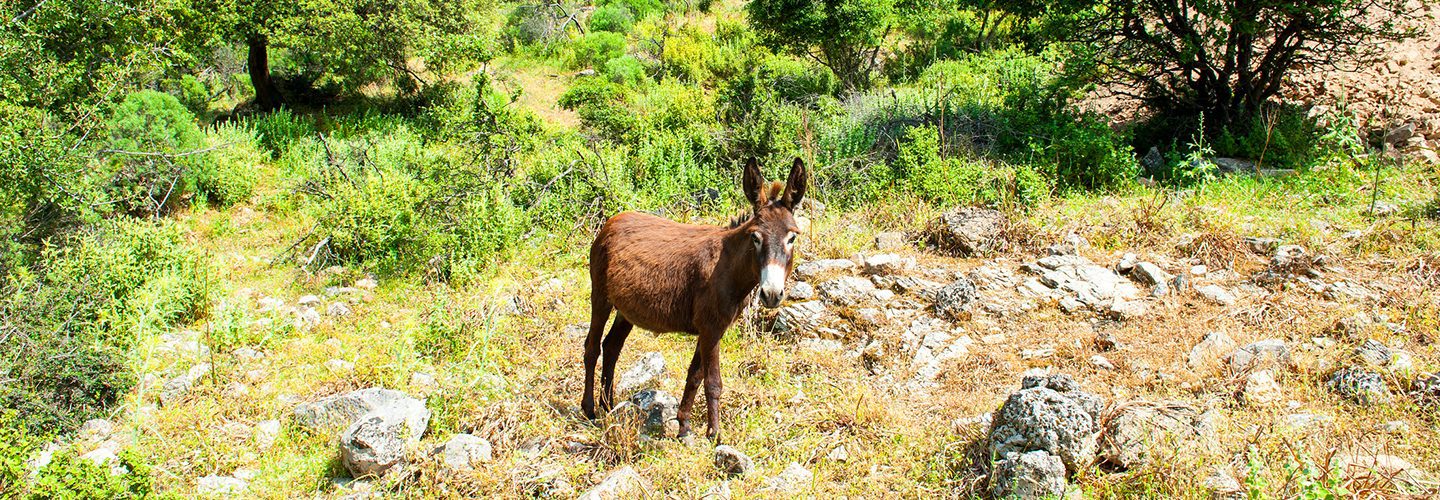 Donkey in nature