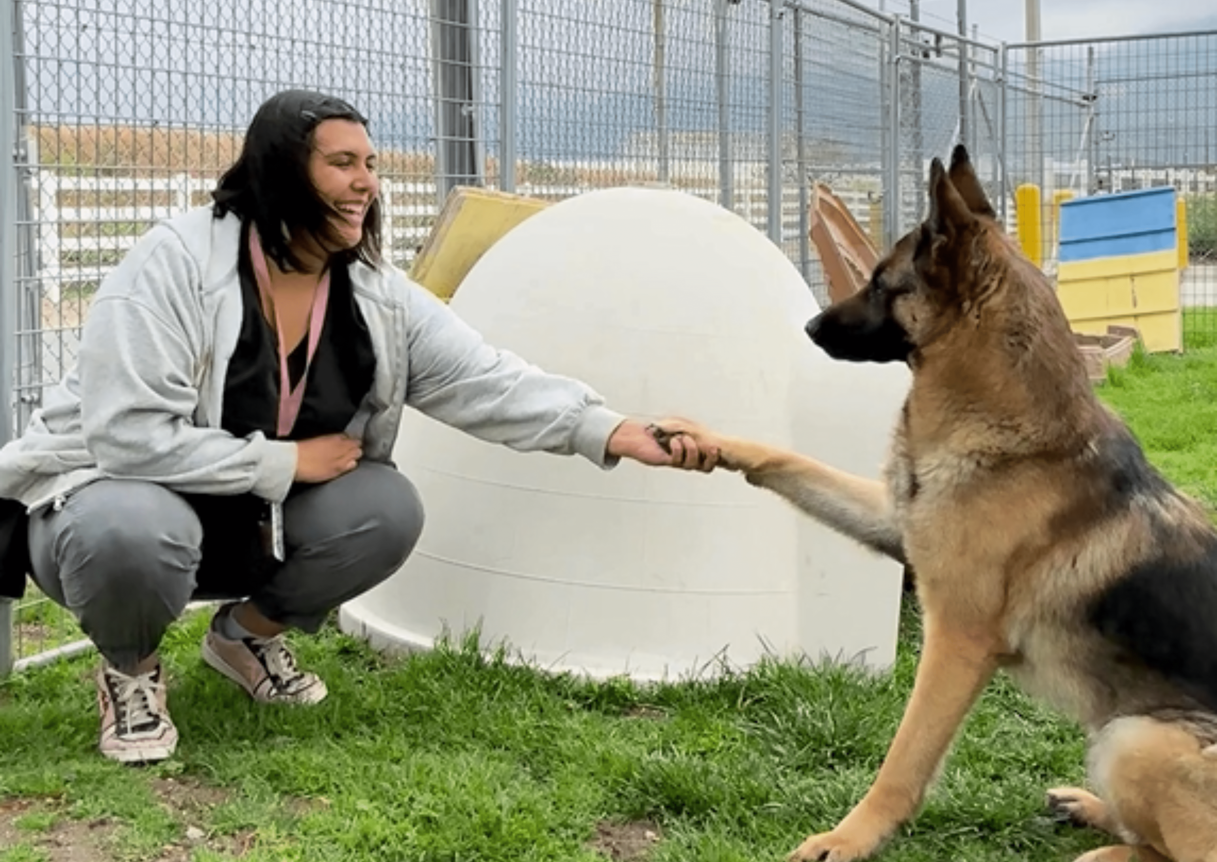 Enrichment specialist shaking paws with German Shepherd