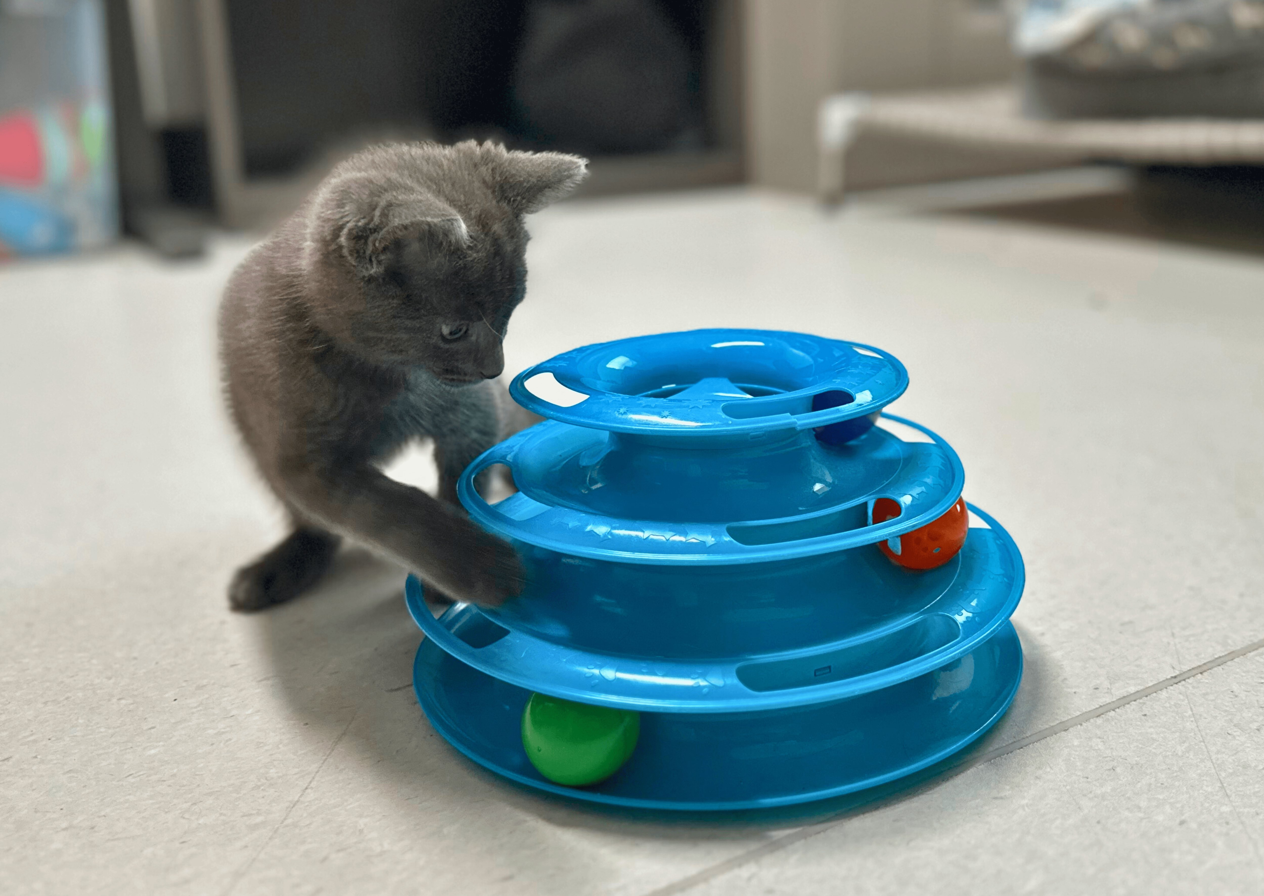 Kitten playing with an interactive ball tower