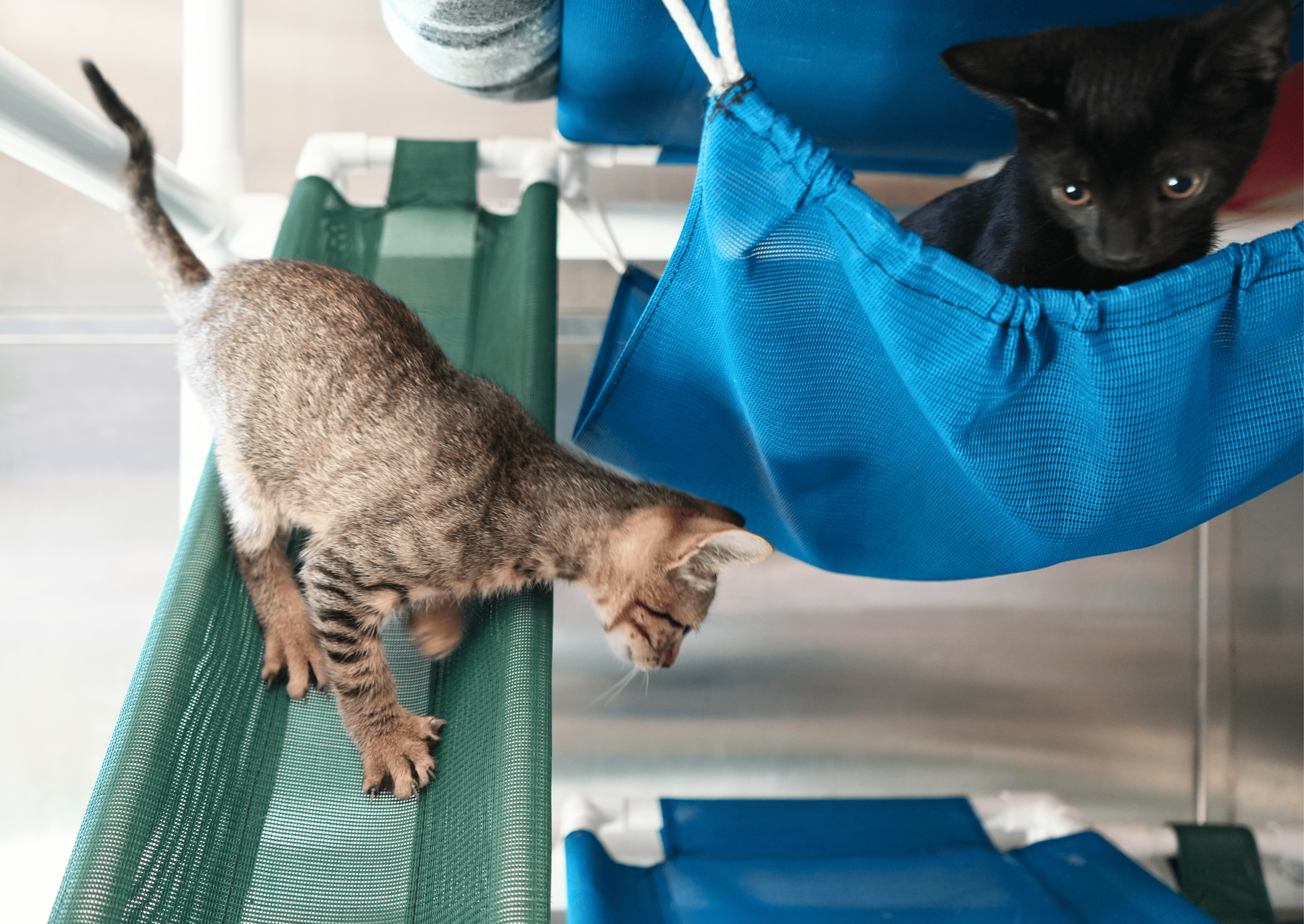 Two cats exploring the cat tower