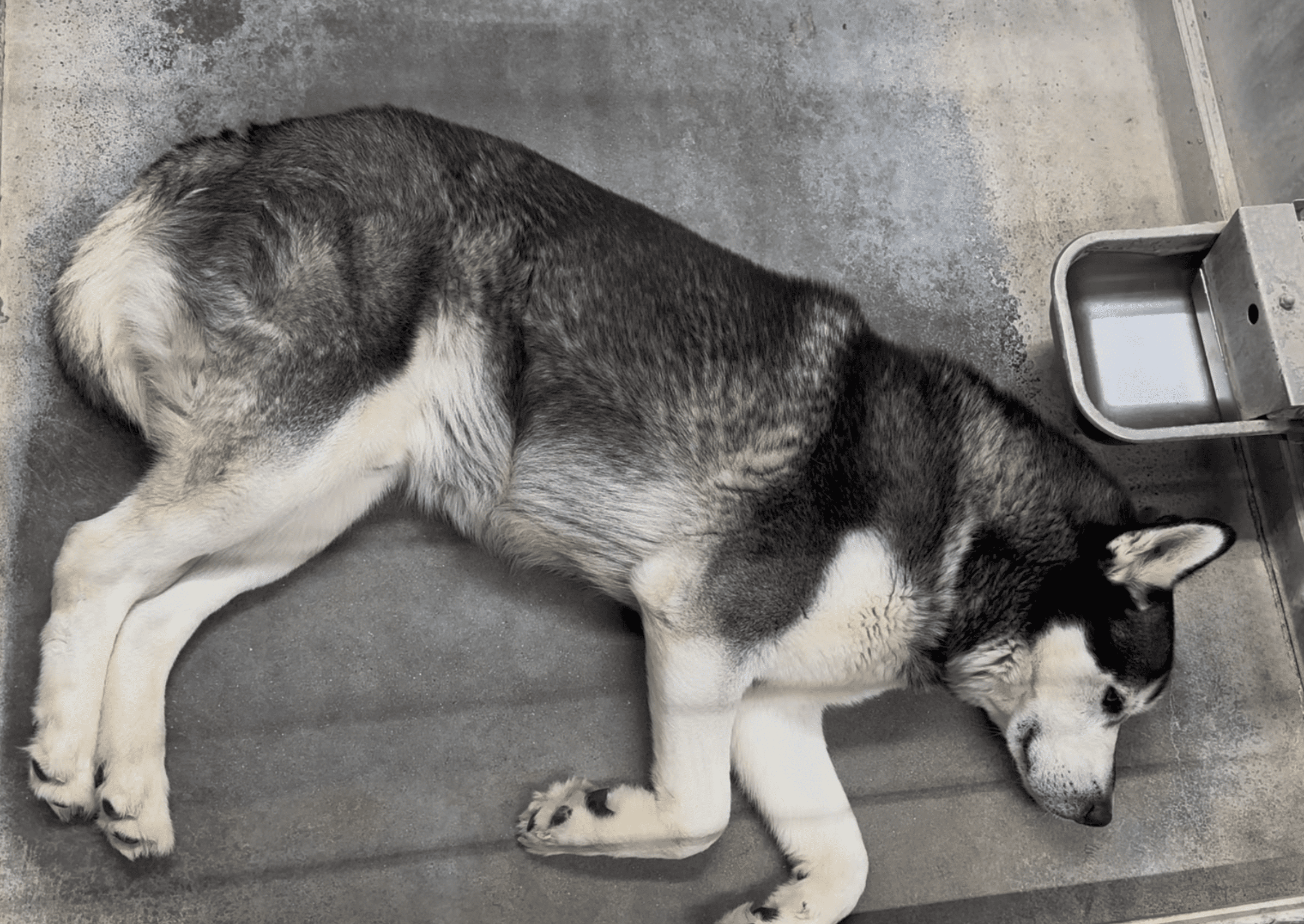 Dog lying on warm ground