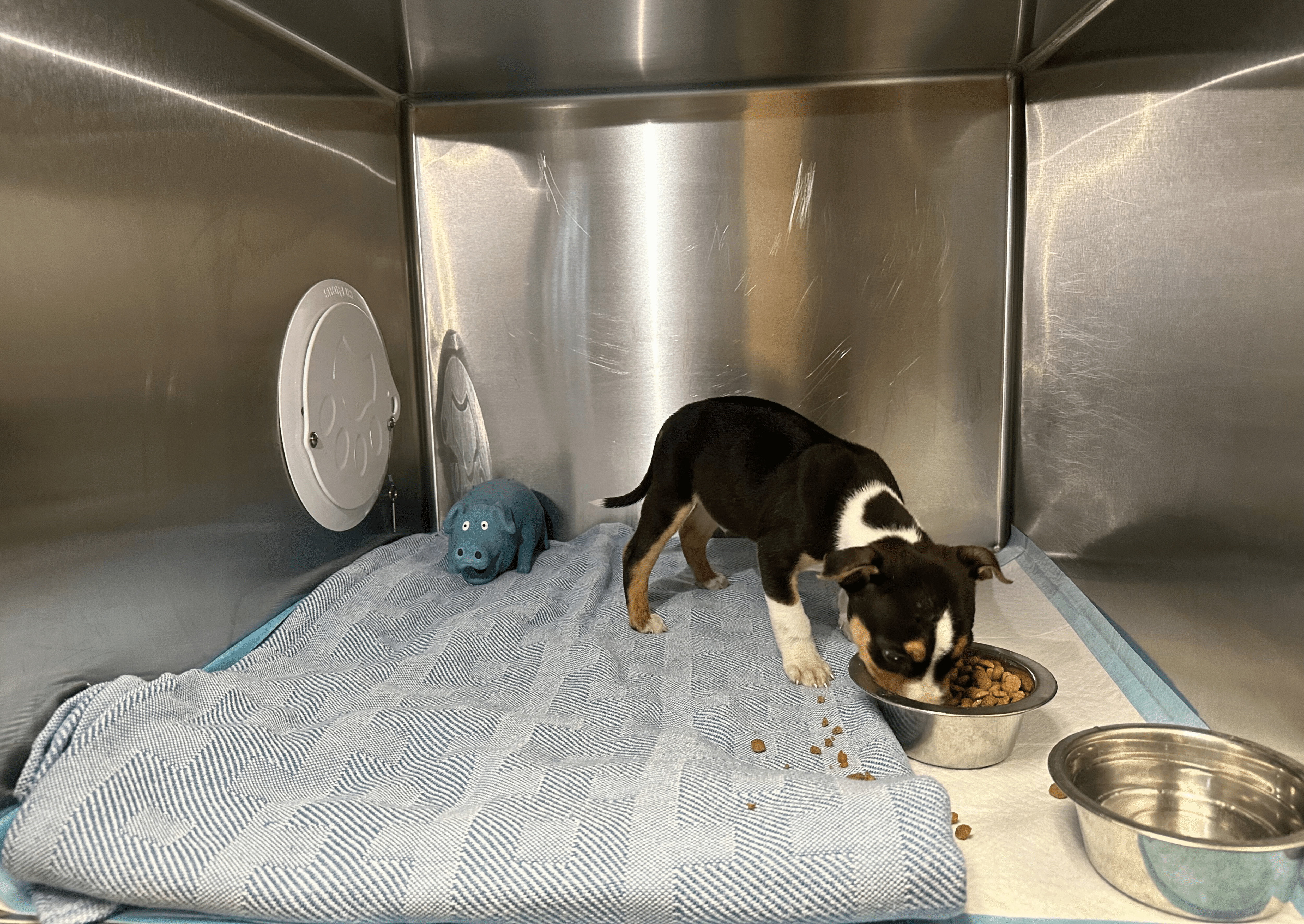 Puppy in his kennel eating food over a warm blanket