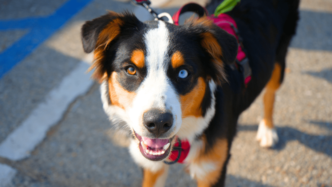 Free Spay and Neuter Event Owned Pets