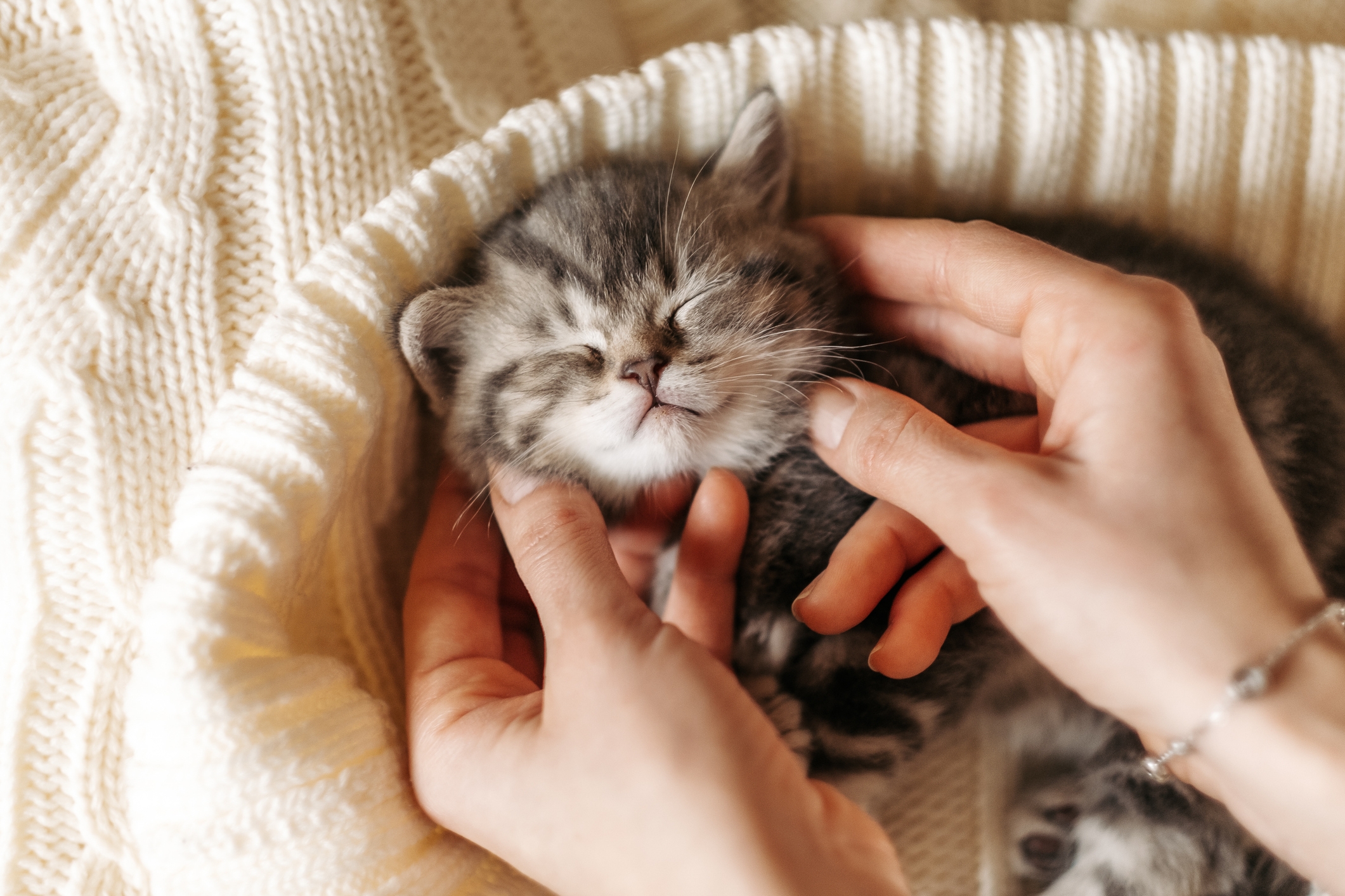 Cute little tabby kitten sleeps in the female palms