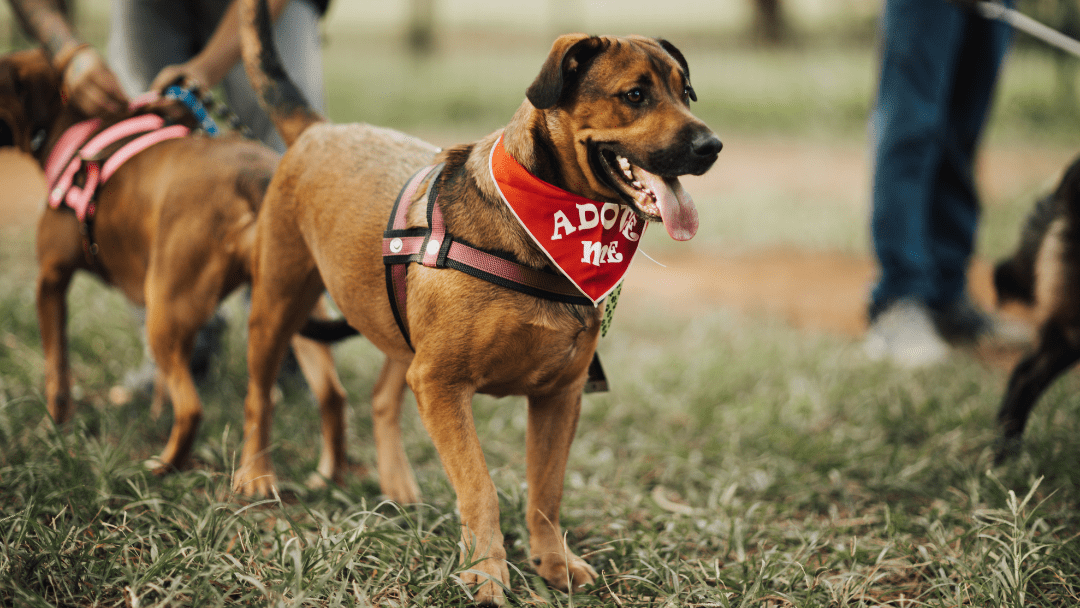 A pet wearing an "Adopt Me" bandana at an outdoor event with other dogs.