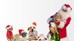 A man dressed as Santa holding a dog in his arms. To his side are two cats and two dogs dressed in Christmas attire.