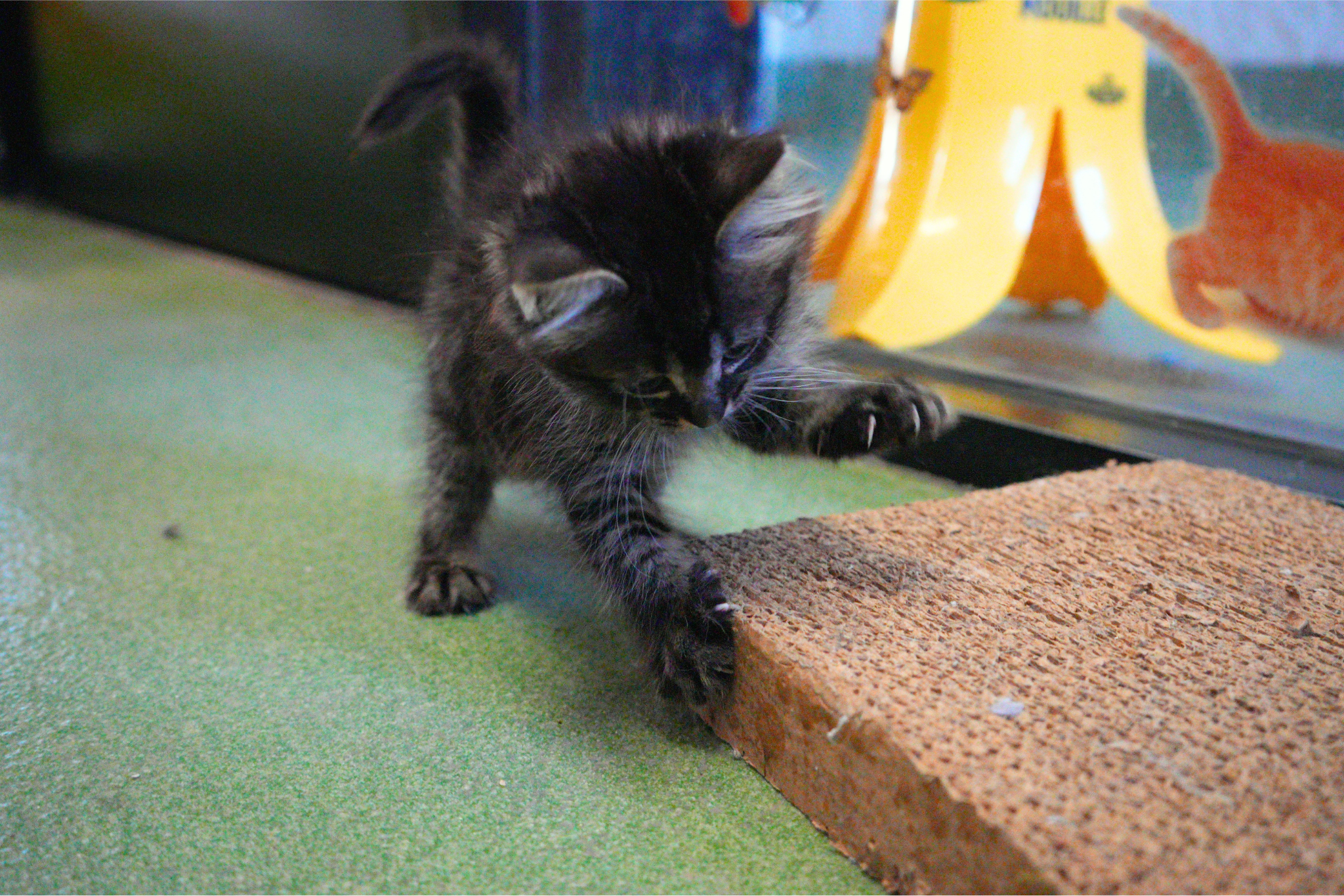 Kitten enjoying scratching pad during enrichment