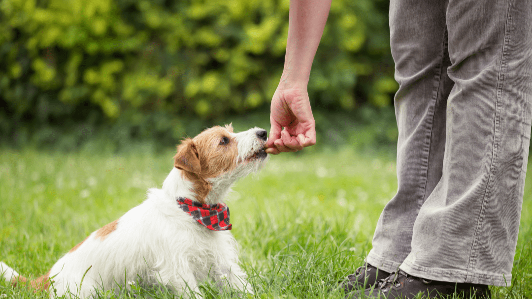 A small dog is being hand-fed a treat by a person, with only the person’s arm and legs visible in the frame.