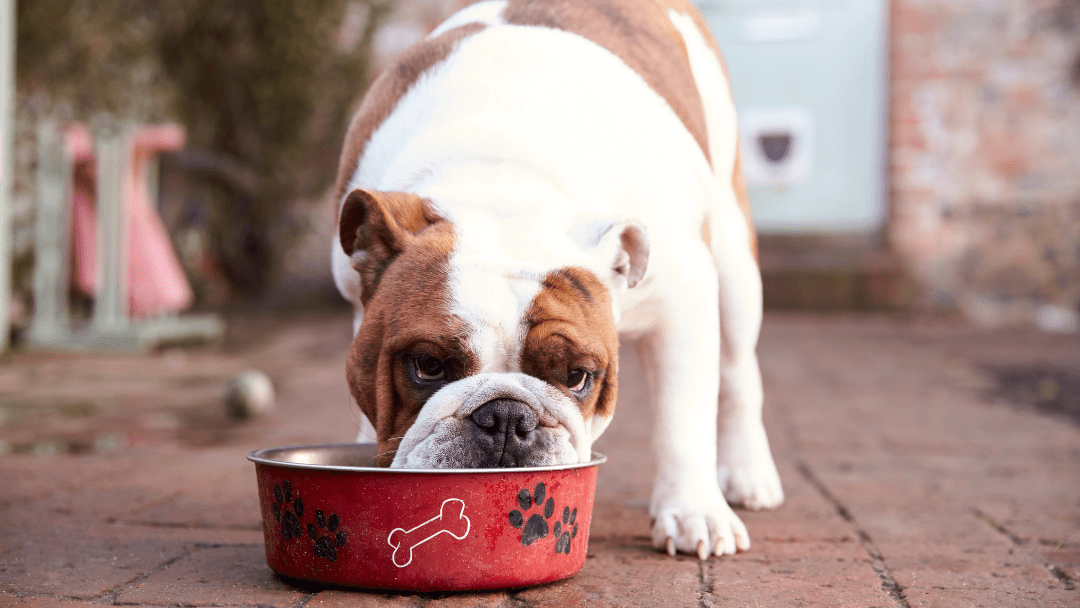 Dog eating a bowl of dog food
