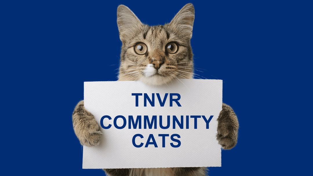 TNVR Community Cats