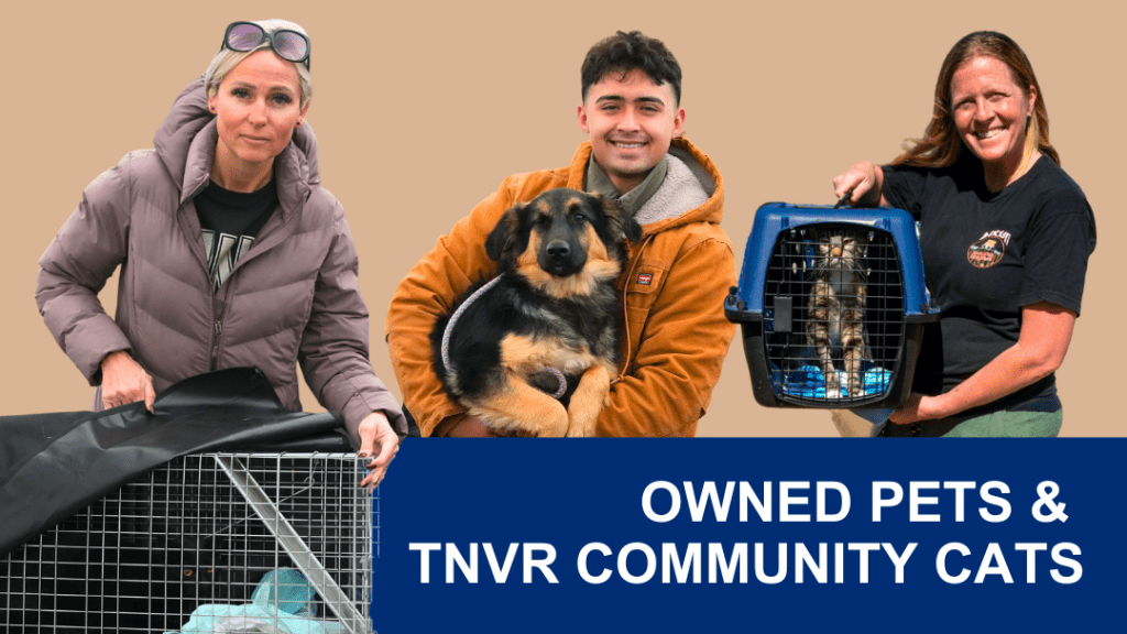 Owned pets and TNVR community cats