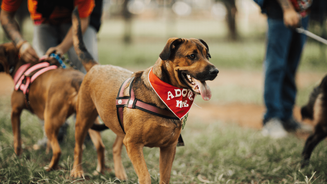 A medium-sized brown dog is wearing a red bandana that says "adopt me". 