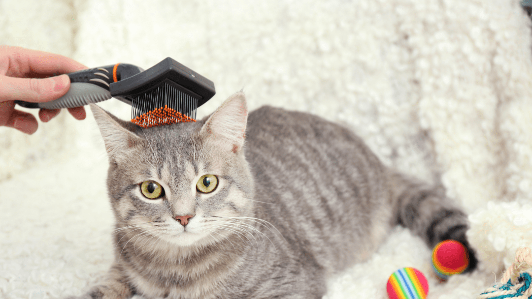 A grey cat is is laying down, being brushed on its head.
